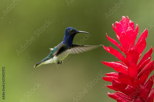 White-necked jacobin hovering next to red flower in rain,tropical forest, Colombia, bird sucking nectar from blossom in garden,beautiful hummingbird with outstretched wings,nature wildlife scene