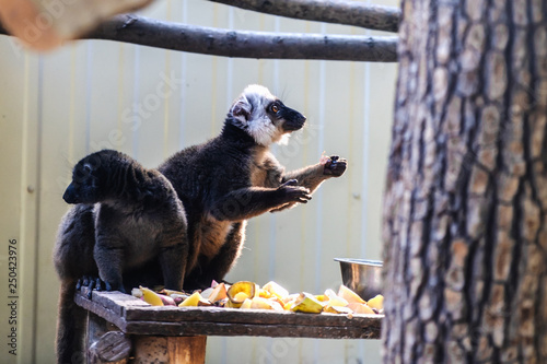 ring-tailed lemur catta, wild madagascar animal