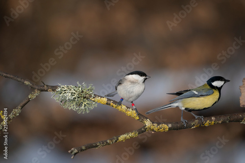 birds on a branch