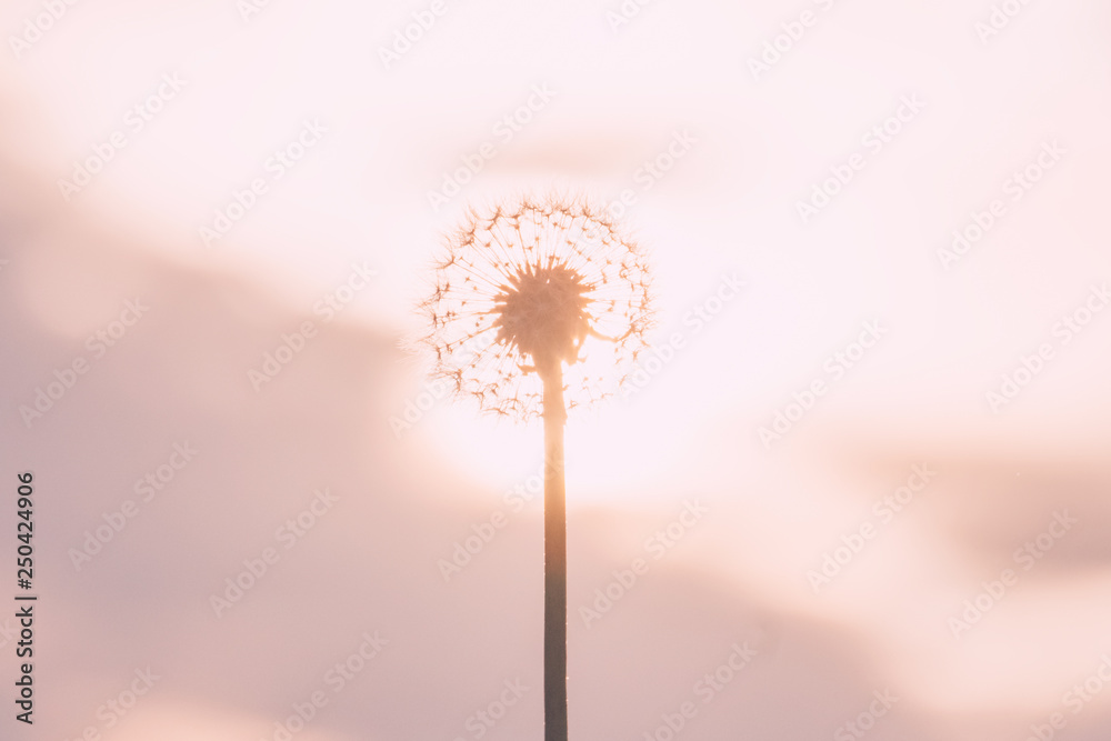 Dandelion silhouette against sunset with seeds