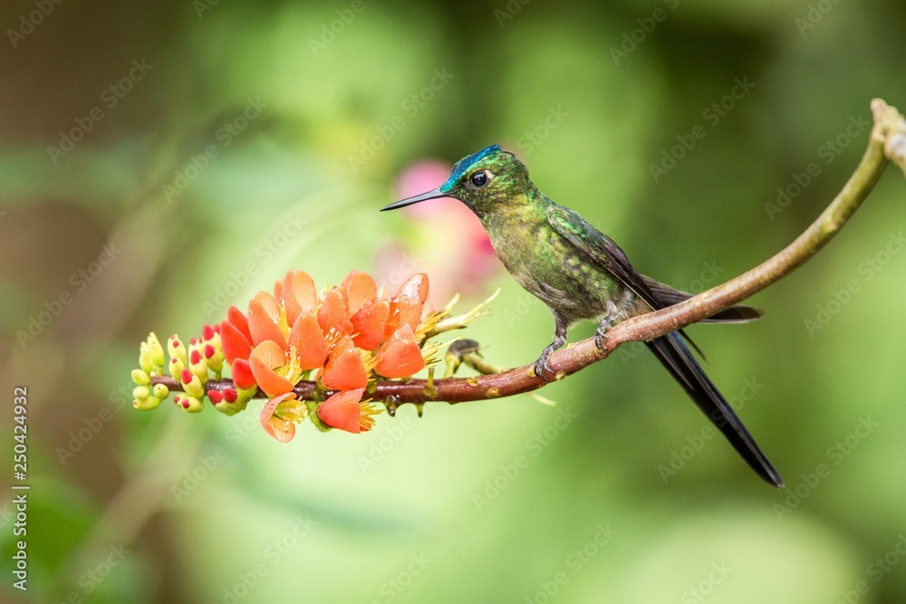 Obraz premium Hummingbird sitting on orange flower,tropical forest,Brazil,bird sucking nectar from blossom in garden,bird perching on plant,nature wildlife scene,canimal behaviour,exotic adventure,environment