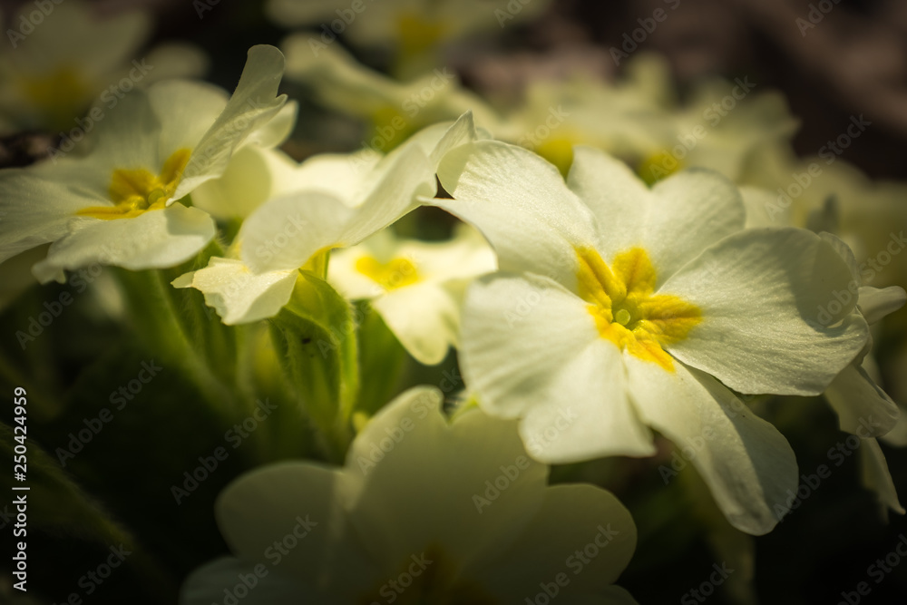 Naklejka premium Primevère sauvage