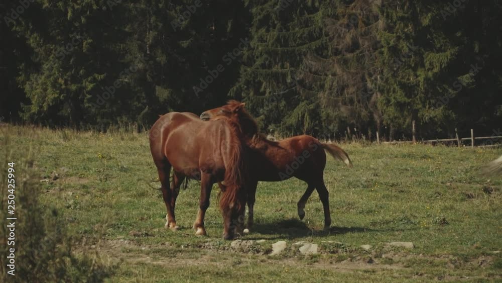 Herd of free horses grazing on green pasture,pine forest on background.White and brown horses are grazing in the field, early autumn,slow motion. Herd of free horses grazing on green pasture,pine forest on background.White and brown horses are grazing in the field, early autumn,slow motion.