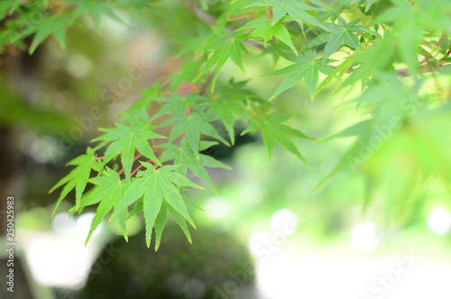 紅葉　春