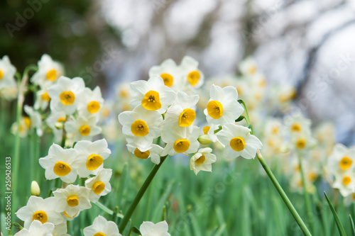 Whispering Daffodils - ささやきあうスイセン
