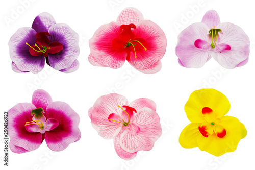 Fototapeta Naklejka Na Ścianę i Meble -  Set of colorful blooms.