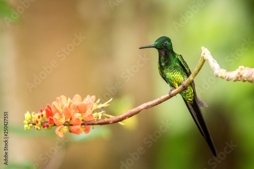 Empress brilliant sitting on branch with orange flower, hummingbird from tropical forest,Brazil,bird perching,tiny beautiful bird resting on flower in garden,clear background,nature scene,wildlife