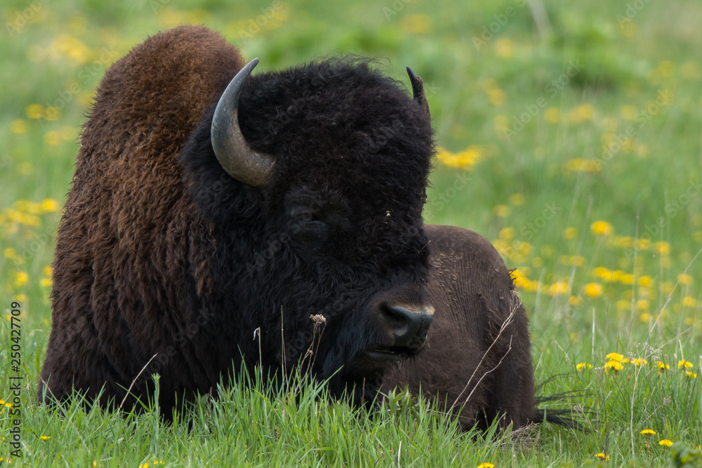 Fototapeta premium Bison Napping