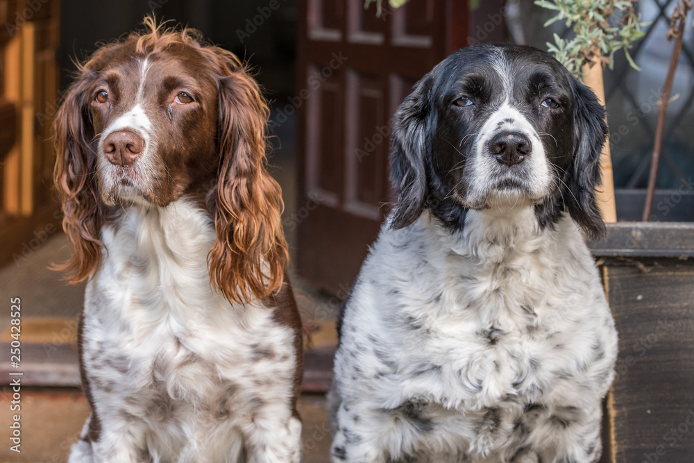 Two Springer Spaniels sat side by side expressing how they feel.