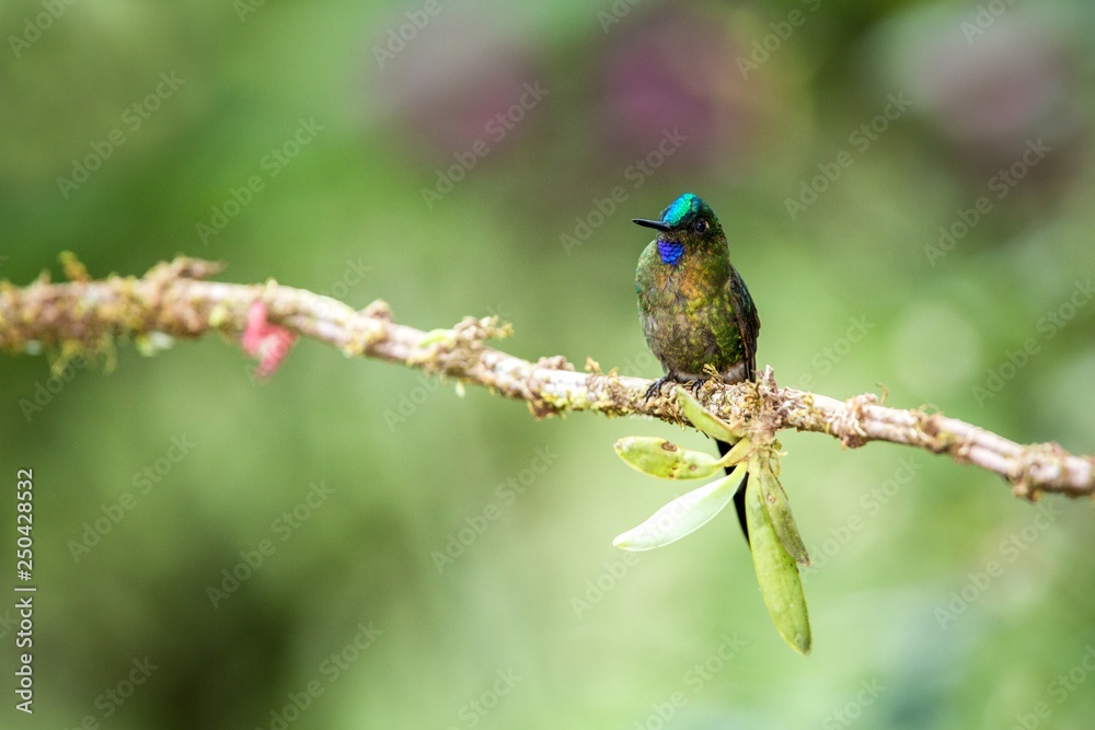 Fototapeta premium Violet-tailed sylph sitting on branch, hummingbird from tropical forest,Brazil,bird perching,tiny beautiful bird resting on flower in garden,clear background,nature scene from wildlife