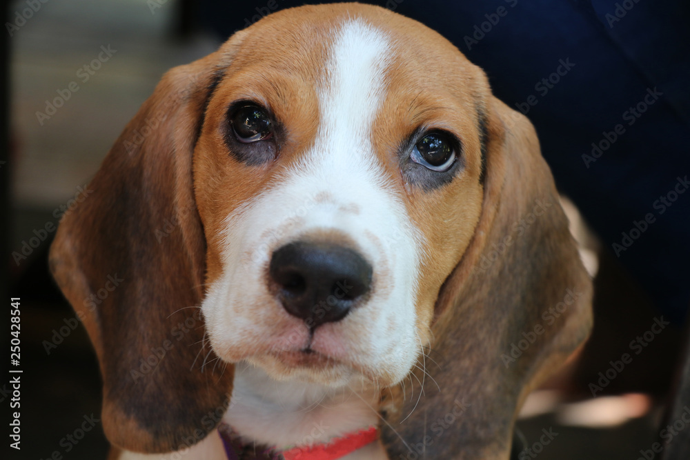Beagle cute dog the black eyes looking at the camera closed up image