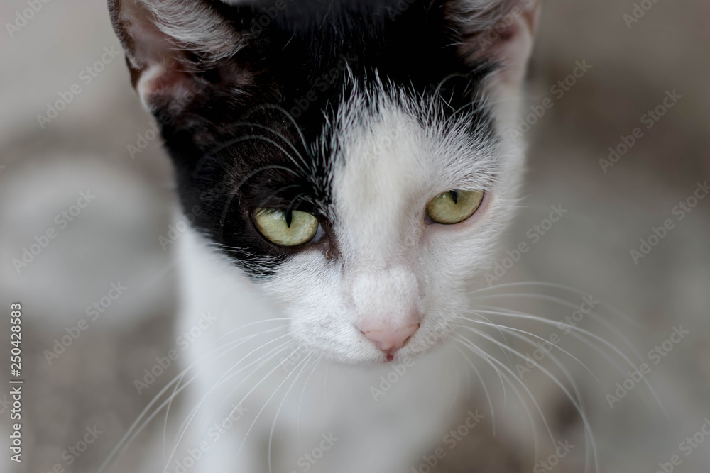 Black and white kitten