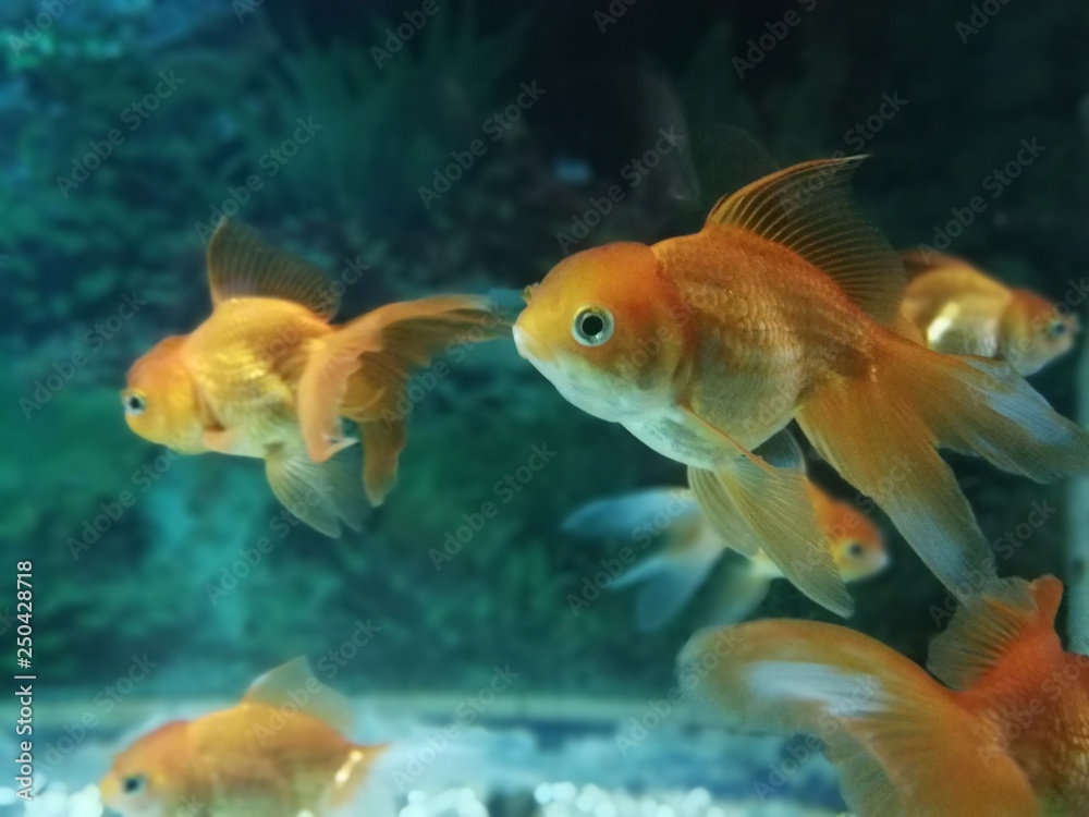 Fototapeta premium Goldfisch