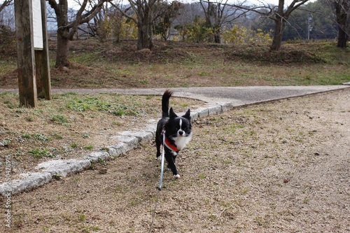 It is a picture of Chihuahuas taking a walk