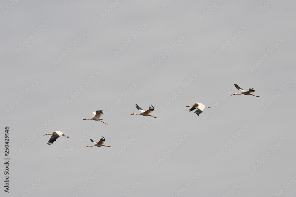Sterkh breeds exclusively on the territory of Russia. The Siberian Cranes are endangered and listed in the international lists of the Red Book. Yakutia. Russia. Sterkh breeds exclusively on the territory of Russia. The Siberian Cranes are endangered and listed in the international lists of the Red Book. Yakutia. Russia.