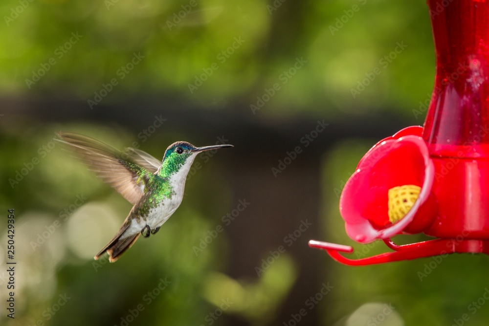 Obraz premium Hummingbird with outstretched wings,tropical forest,Peru,bird hovering next to red feeder with sugar water, garden,clear background,nature scene,wildlife,exotic adventure,colorful beautiful animal