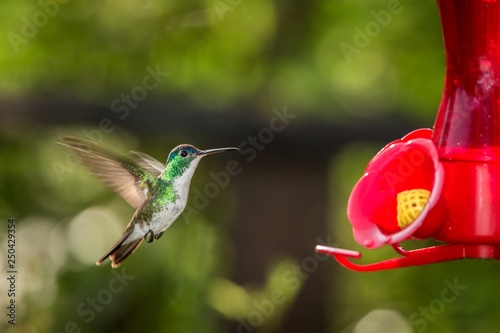Hummingbird with outstretched wings,tropical forest,Peru,bird hovering next to red feeder with sugar water, garden,clear background,nature scene,wildlife,exotic adventure,colorful beautiful animal