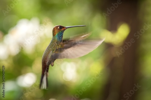 White-tailed hillstar hovering in the air, garden, tropical forest, Brazil, bird on colorful clear background,beautiful hummingbird with blue throat and outstretched wings,nature wildlife scene