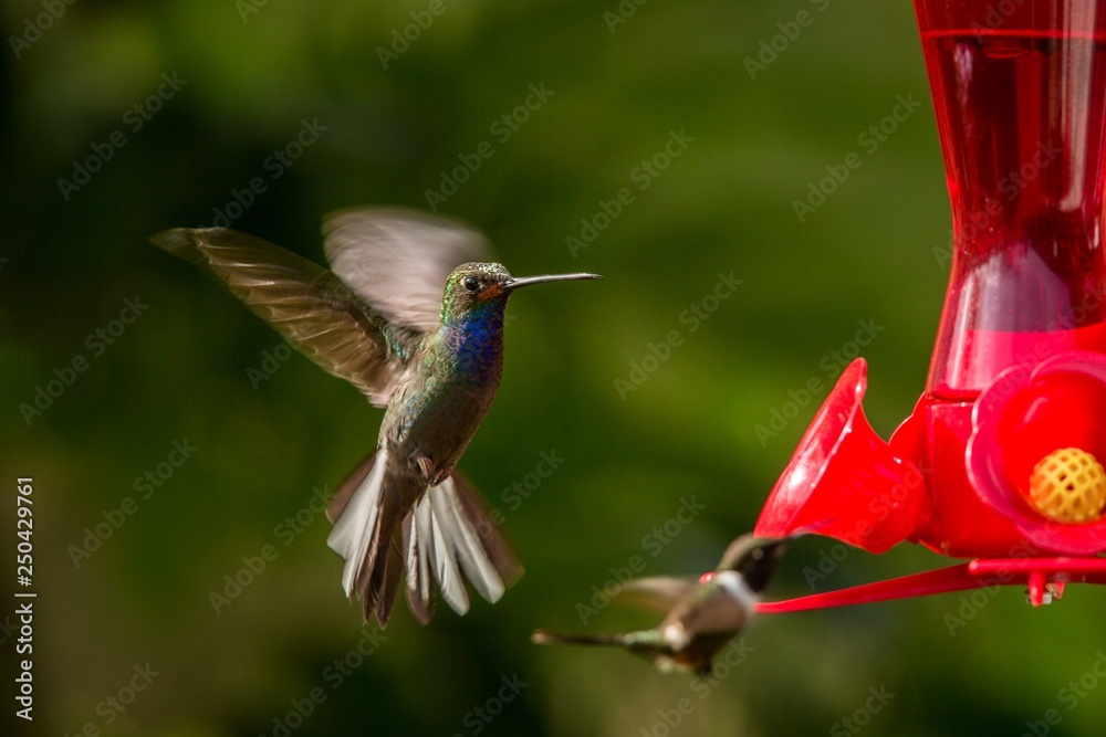 Hummingbird with outstretched wings,tropical forest,Peru,bird hovering next to red feeder with sugar water, garden,clear background,nature scene,wildlife,exotic adventure,colorful beautiful animal Hummingbird with outstretched wings,tropical forest,Peru,bird hovering next to red feeder with sugar water, garden,clear background,nature scene,wildlife,exotic adventure,colorful beautiful animal