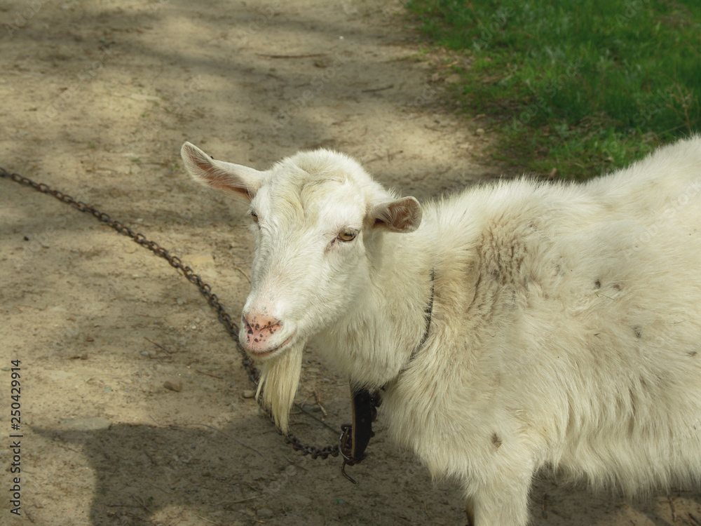 Portrait Of Goat Standing On Dirt Road