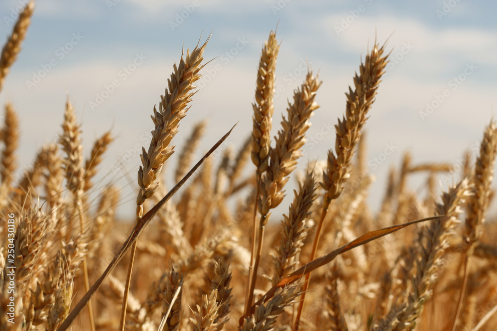 Close up of ripe wheat ears against beautiful sky with clouds. Close up of ripe wheat ears against beautiful sky with clouds.