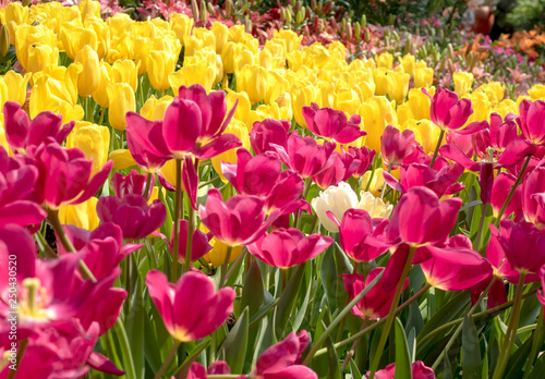 Colorful Tulips flower blooming with soft light morning in the garden 