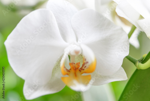 Orchidee, Orchideenblüte, weiß, Nahaufnahme