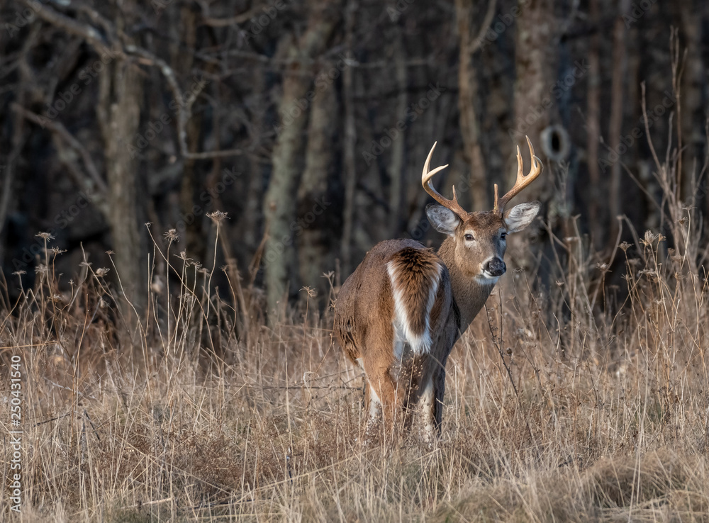 Large antlered whitetail buck Large antlered whitetail buck