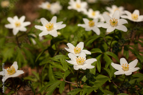 Forest anemone or Latin name  anemone sylvestris . The first spring flowers in the forest are white  tender  touching. Background - last year s leaves.