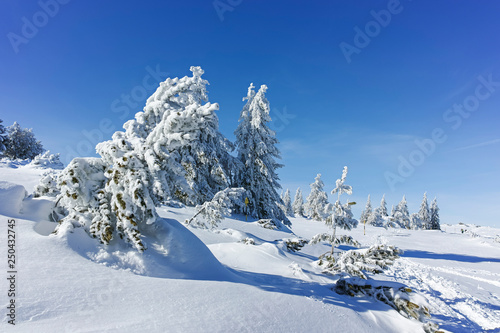 Winter wiew of Vitosha Mountain, Sofia City Region, Bulgaria