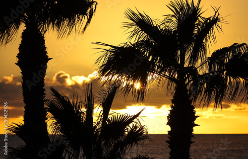 Beautiful silhouette of pal...