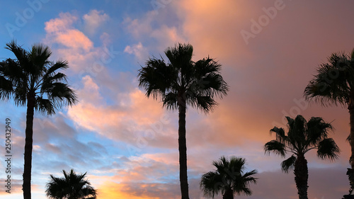 Beautiful silhouette of pal...