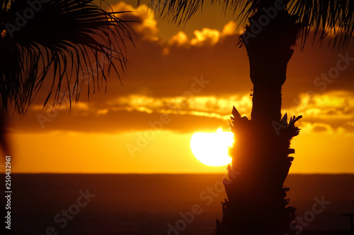 Beautiful silhouette of pal...