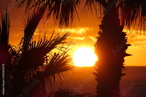 Beautiful silhouette of pal...