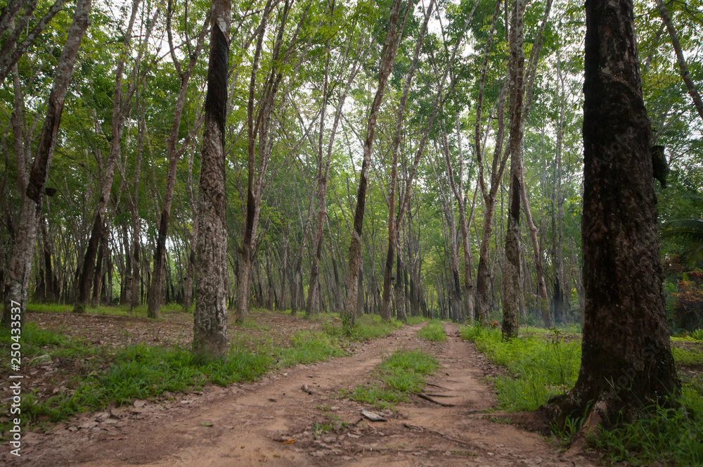 rubber in Thailand