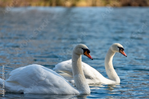 Swan on the lake