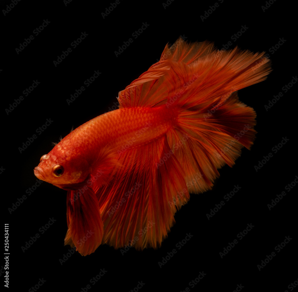 Fototapeta premium Style of orange siamese fighting fish isolated on black background.