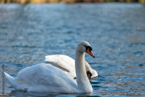 Swan on the lake