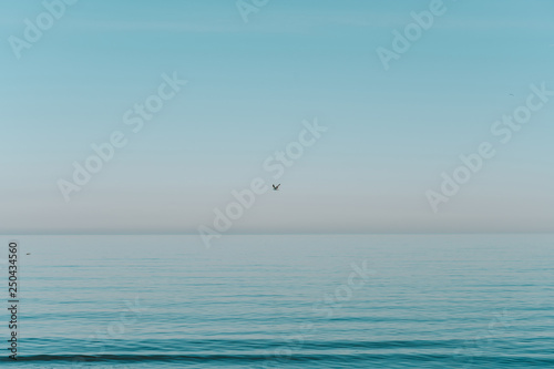 Flying birds over sea