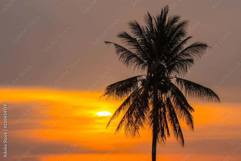 Last light with coconut.9 Last light with coconut.9