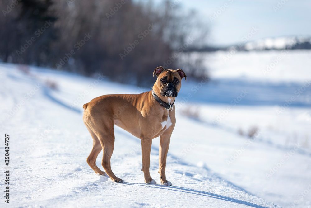 Boxer Dog Outside in winter