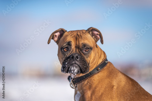 Boxer Dog Outside in winter