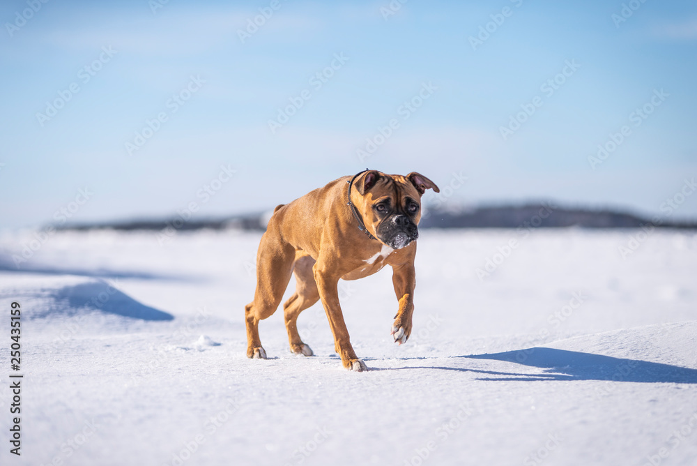 Boxer Dog Outside in winter Boxer Dog Outside in winter
