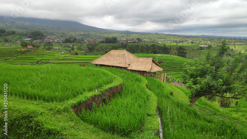 Jatiluwih rice terrace day in Ubud, Bali