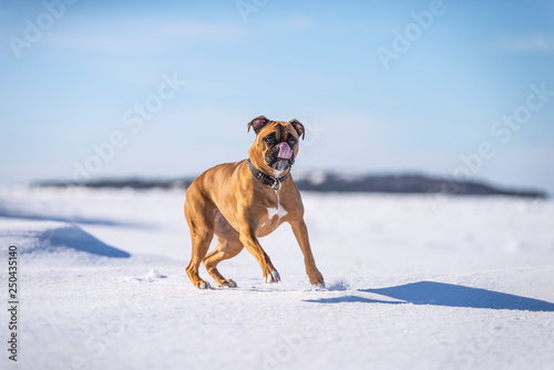 Fototapeta Naklejka Na Ścianę i Meble -  Boxer Dog Outside in winter
