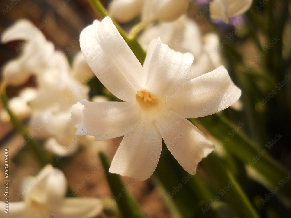 Fototapeta premium White hyacinth closeup