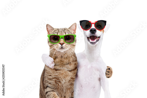 Canvas Print Portrait of a dog Jack Russell Terrier and cat Scottish Straight in sunglasses h