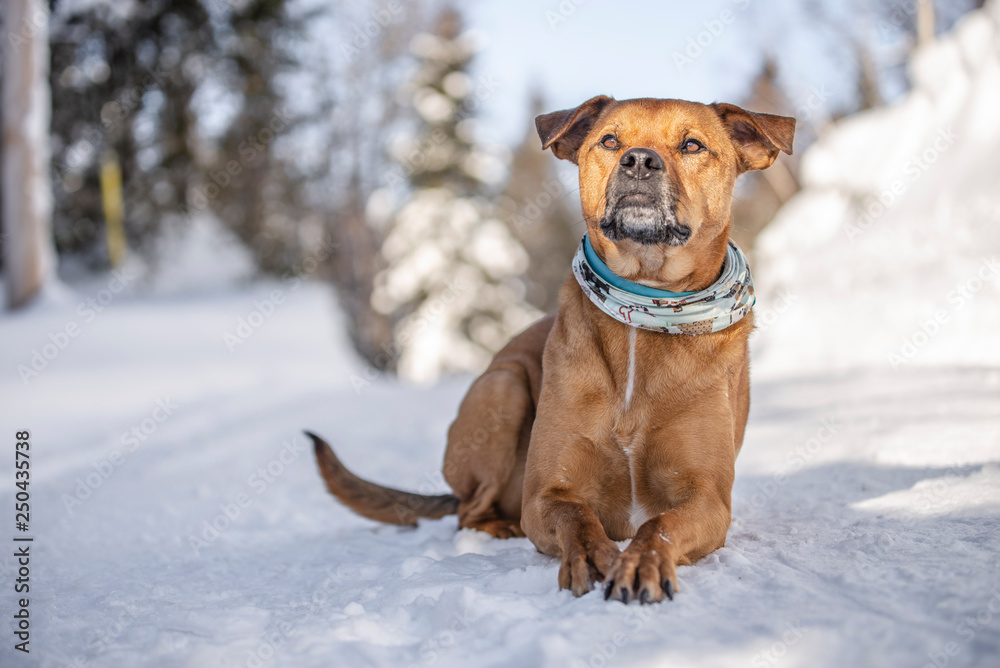 staffordshire terrier dog in the winter snow in quebec canada staffordshire terrier dog in the winter snow in quebec canada