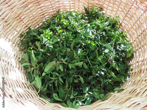 Fresh green bio mint