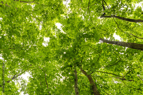 Inside the woods  looking upward